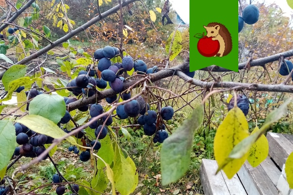 5 причин высадить на участке терносливу: чем она так хороша?0