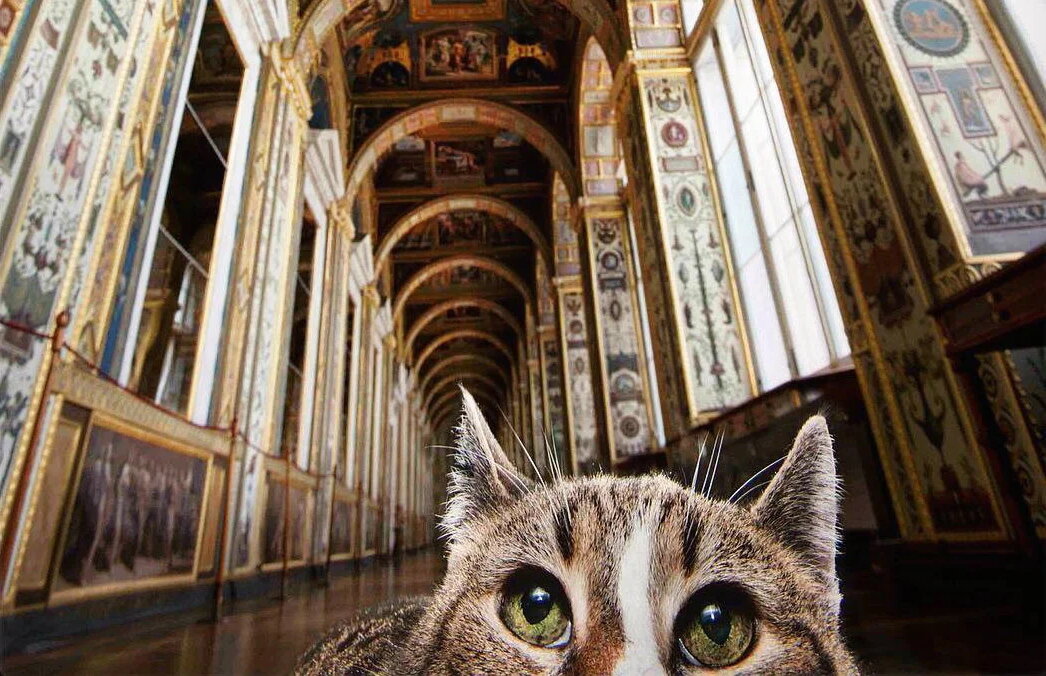 Коты эрмитажа. Юрий Молодковец эрмитажные коты. Эрмитаж Санкт-Петербург коты. Эрмики коты Эрмитажа. Эрмитажные коты в Эрмитаже.