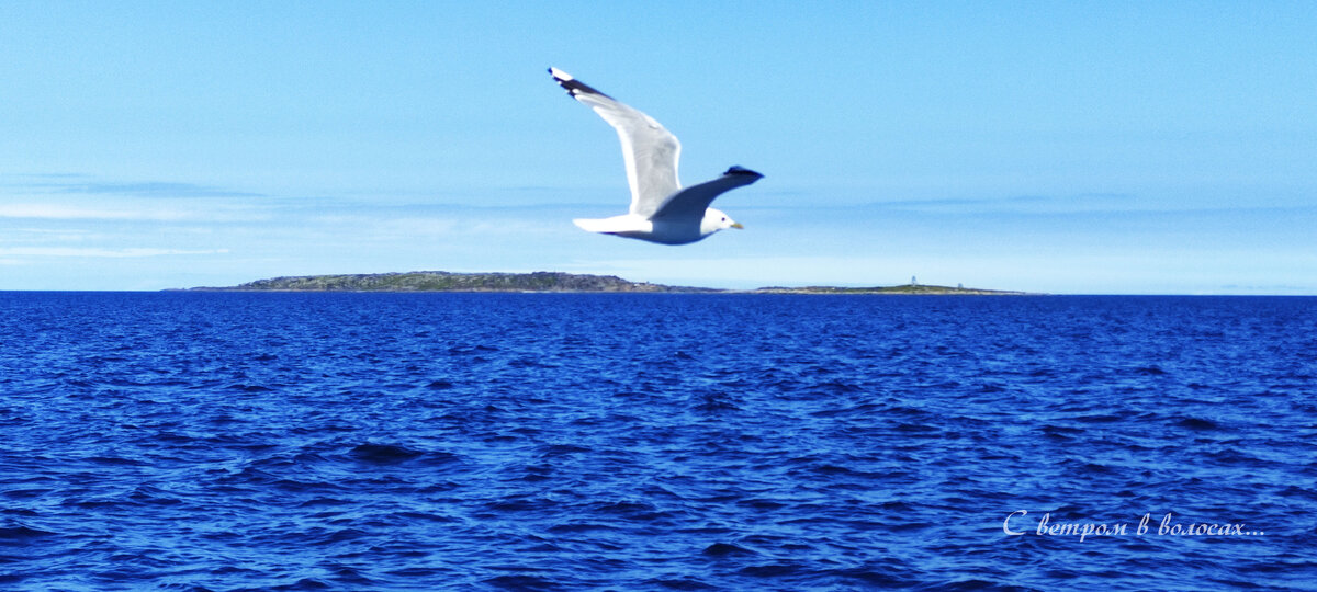 На теплоходе. Море и чайки.
