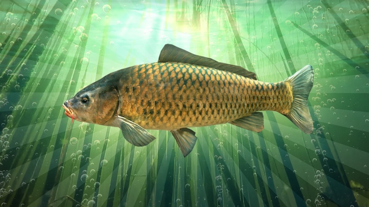 Фото с сайта: https://www.trueachievements.com