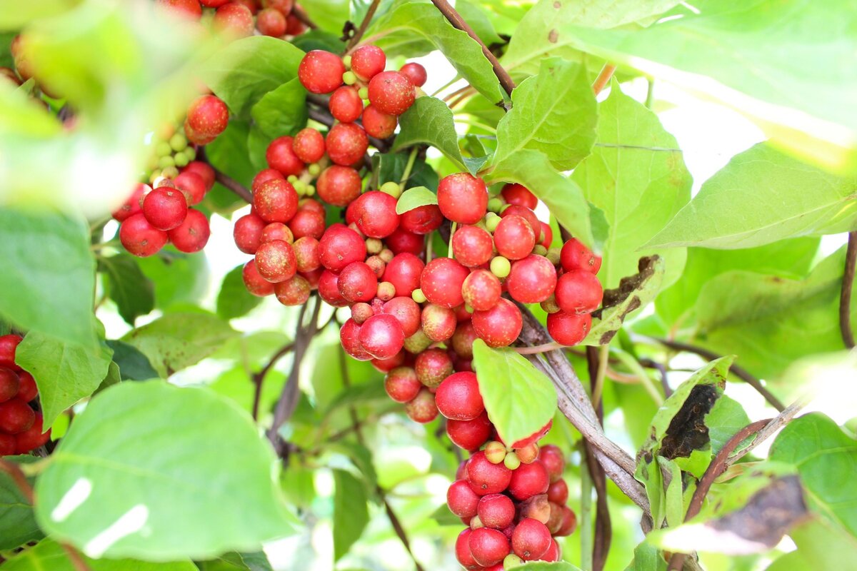 Китайский лимонник. Фото с сайта pixabay.com