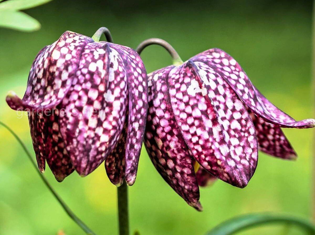 Рябчик шахматный Fritillaria meleagris