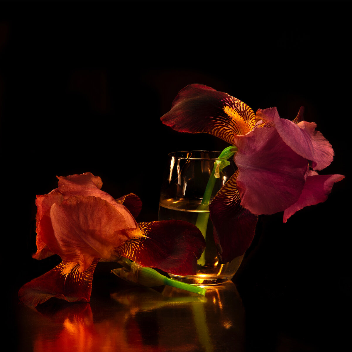 Бородатый ирис