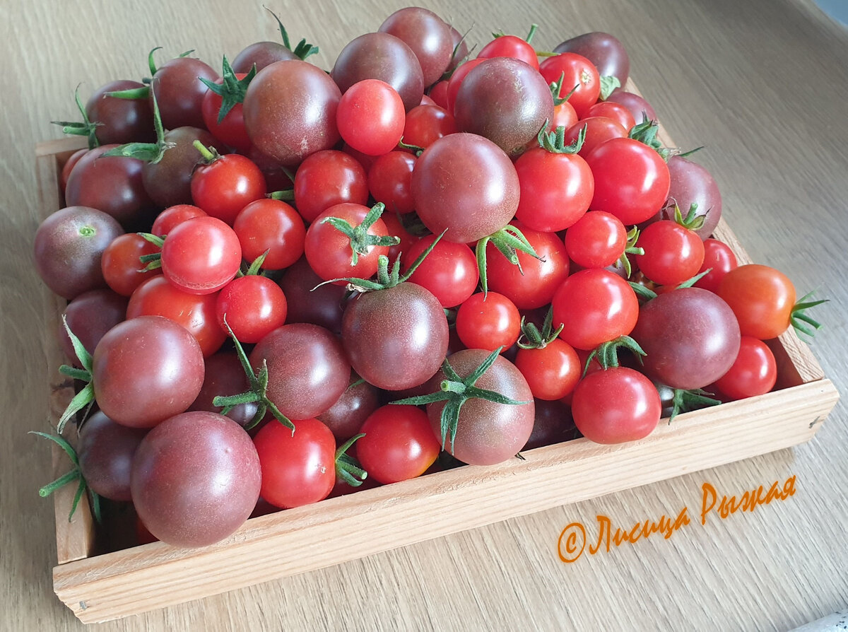 Томаты со своей грядки.