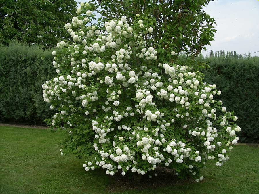 калина обыкновенная viburnum opulus. калина кустарник листьями невысокий. калина невысокий ветвистый кустарник. калина обыкновенная бульденеж. калина невысокий ветвистый кустарник.