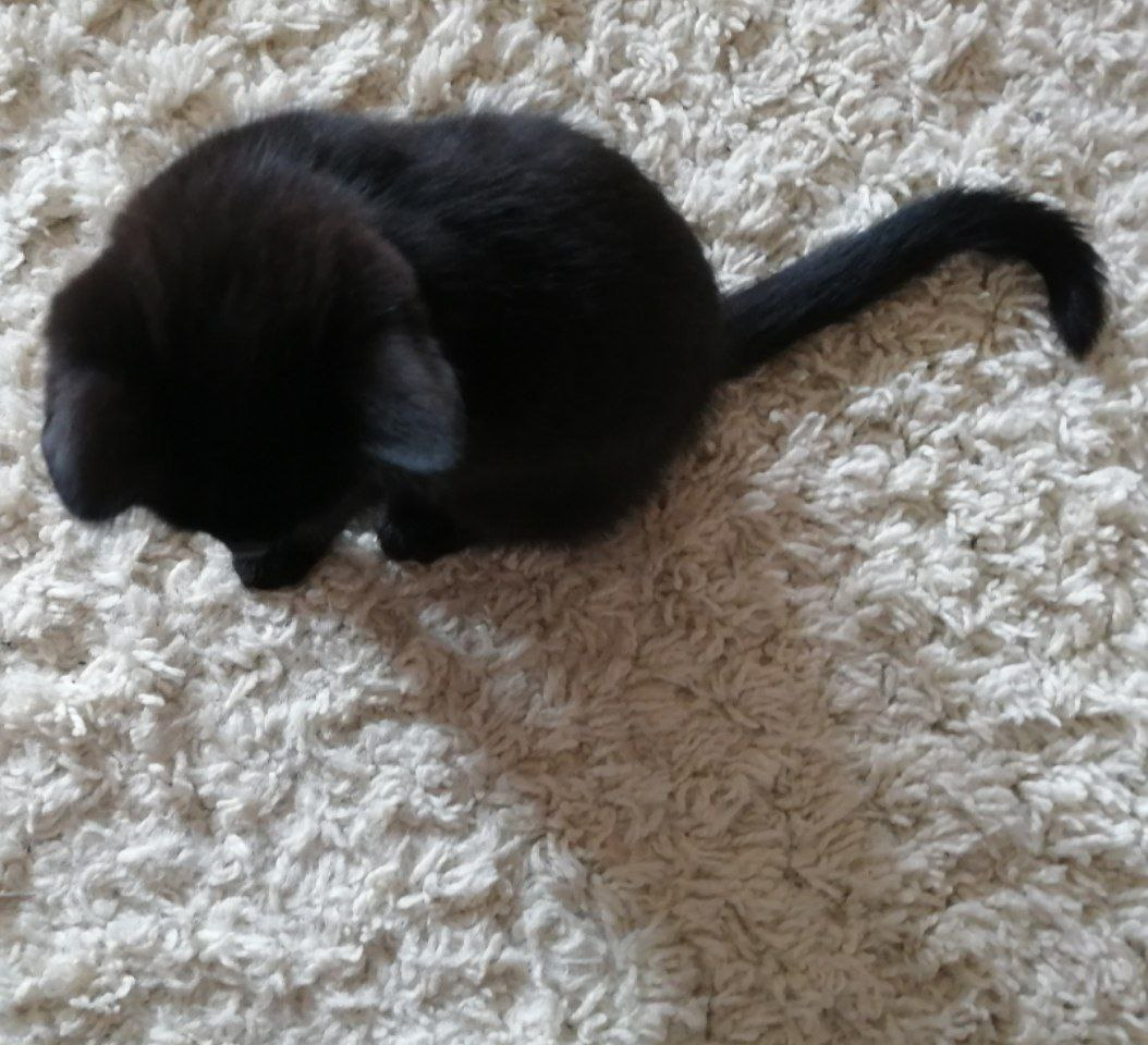 Мой кот Парсек.