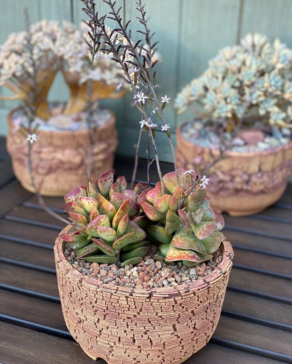 @mysucculentaddictionisreal