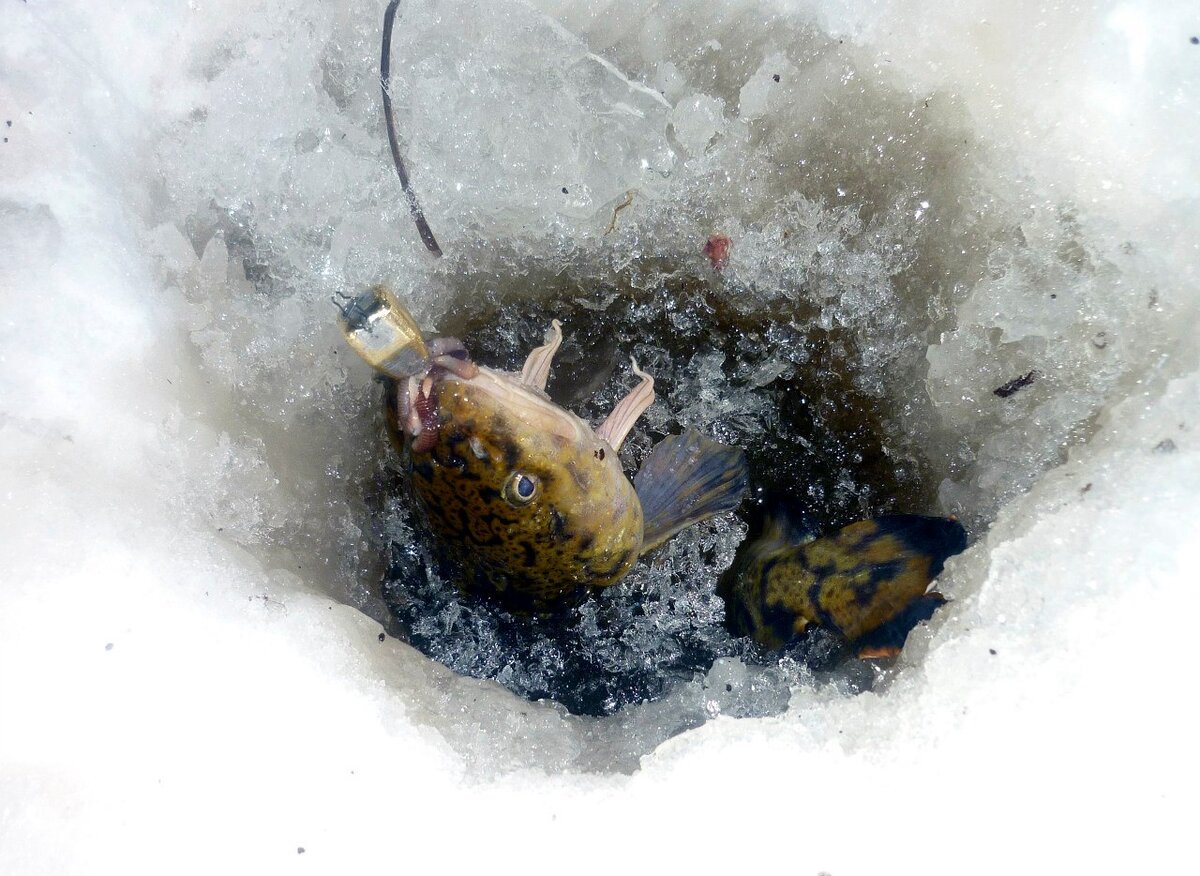 Ловля налима зимой. Мормышка на налима. Мормышки для ловли налима зимой. Мормышка на налима зимой. Мормышки для ловли налима