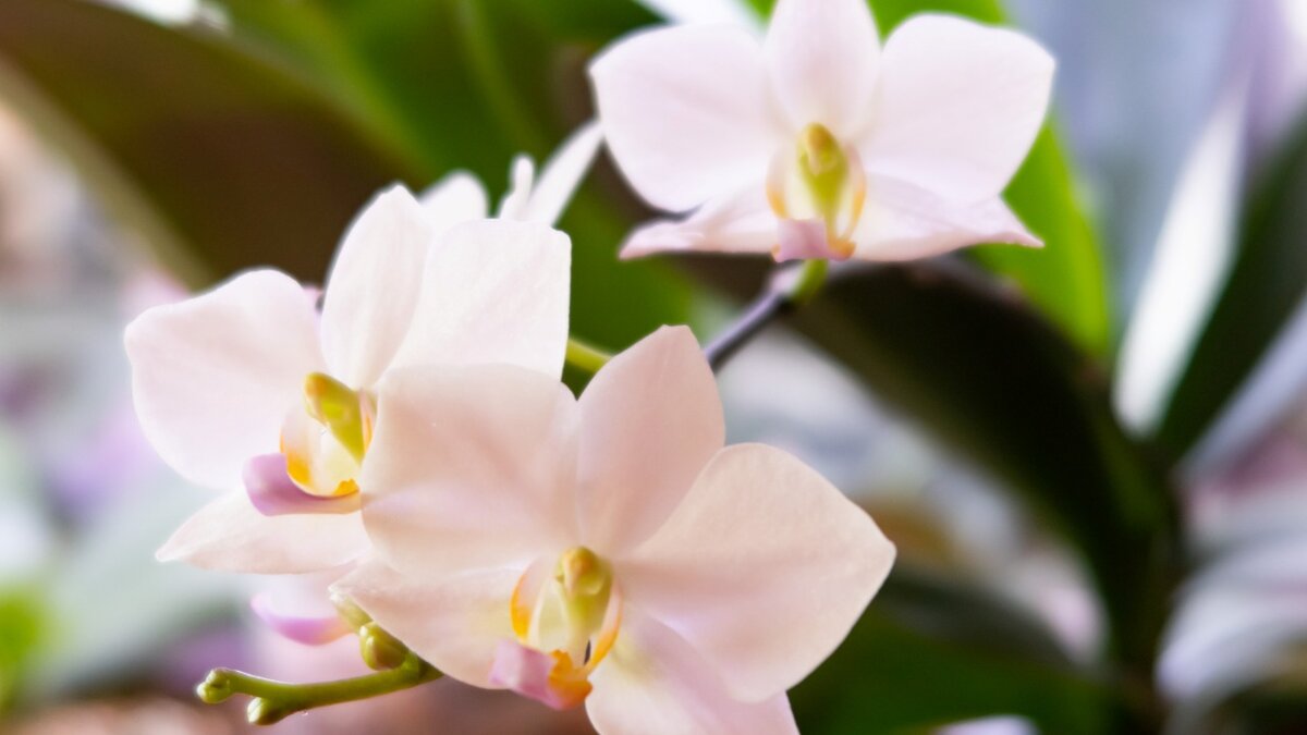 Белые орхидеи фаленопсис