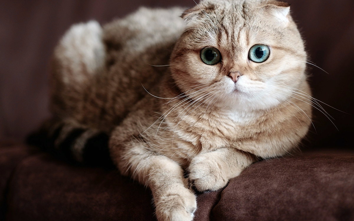 Шотландская кошка — одна из распространенных пород в нашей стране. Многих владельцев умиляют висячие маленькие ушки шотландца, его большие глаза и схожесть с совенком.