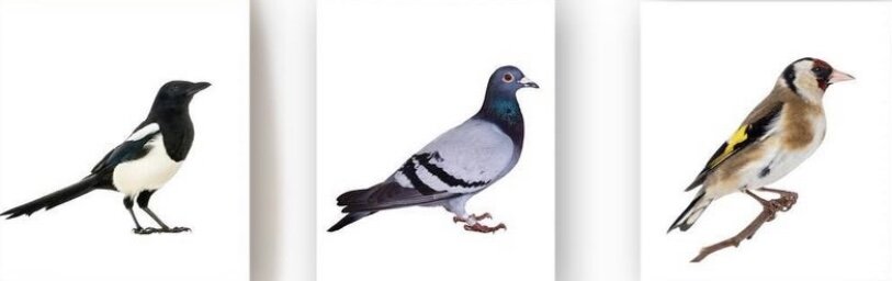 Карточки с белым фоном