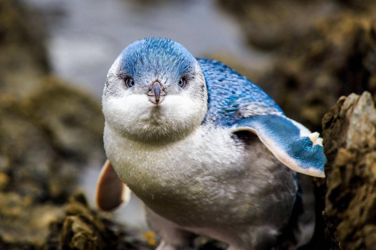 Голубой пингвин: Милые трудоголики. Уходят в море на рассвете и  возвращаются ночью, и так всю жизнь | Книга животных | Дзен