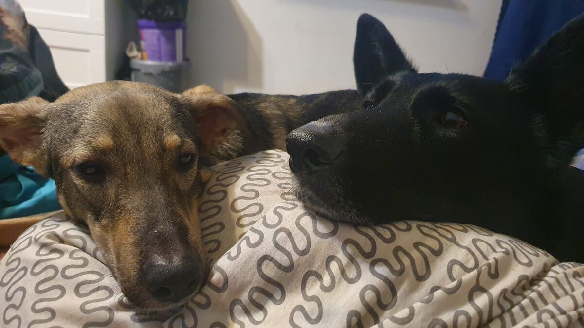 Лейка и Мия 