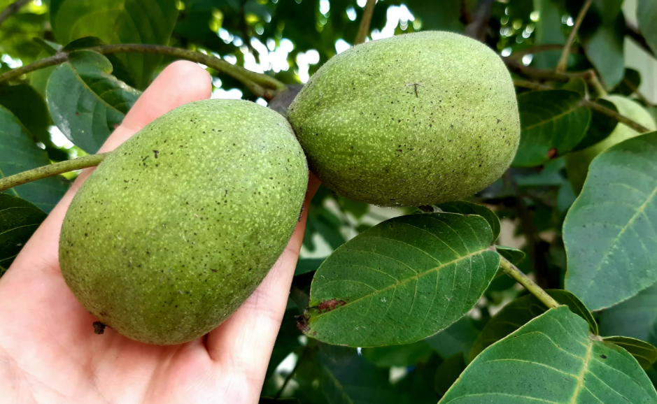 Фотография взята из источника pro-orehi.ru