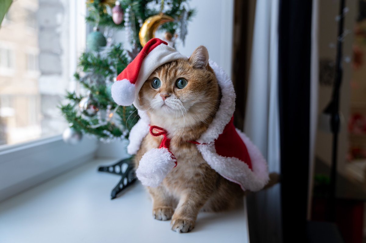 Кот возле окна