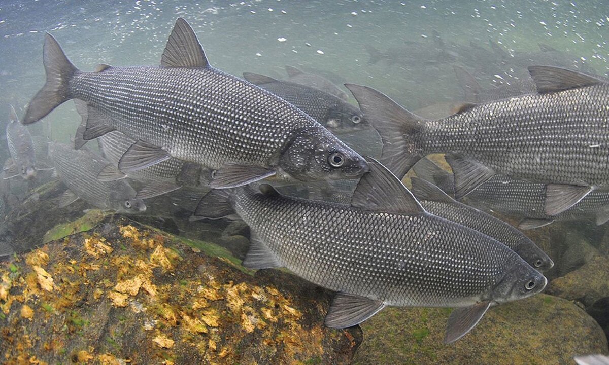 Фото из источников.