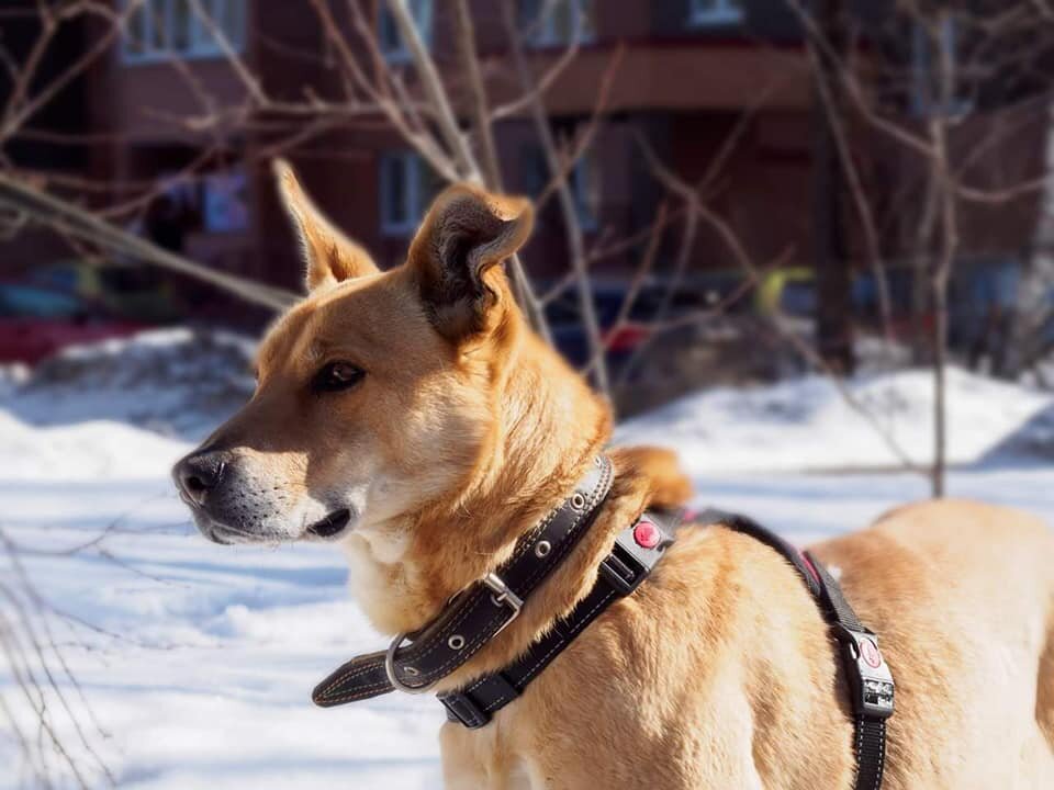 ЛИса 6 лет, около 60 см в холке, 28 кг. Привита, стерильна.