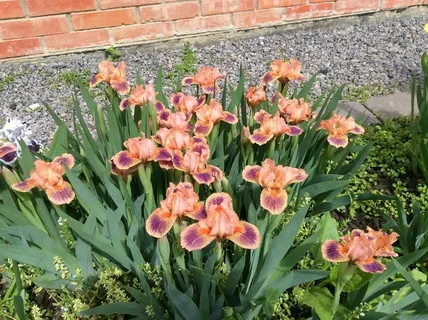 Сорт Абсолют Джой