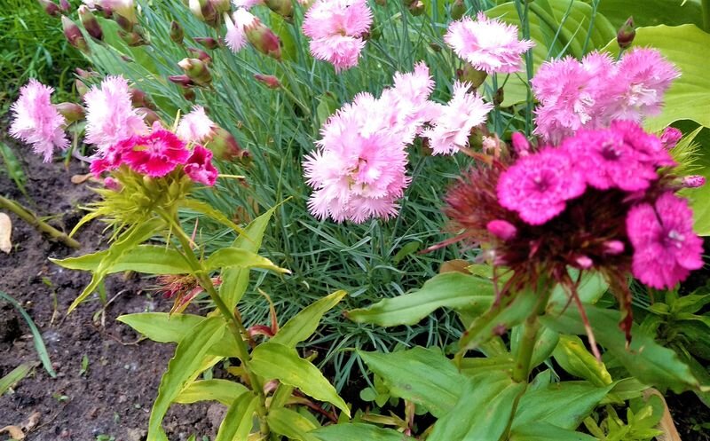  Гвоздика. Фото автора.