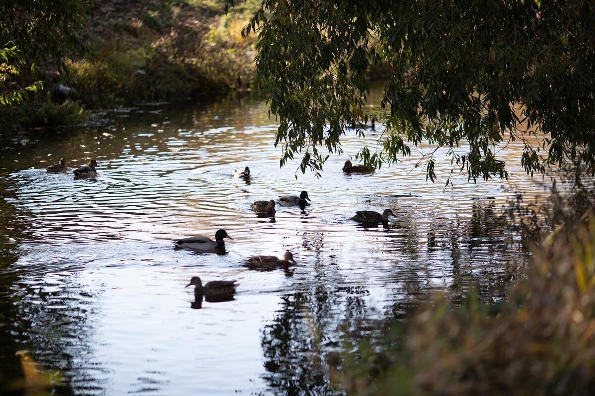 Утки на реке Мелеуз