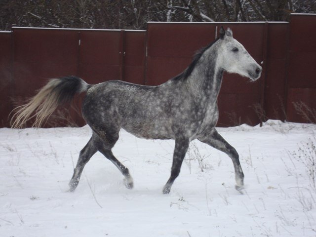 Медея зимой 2012 г.