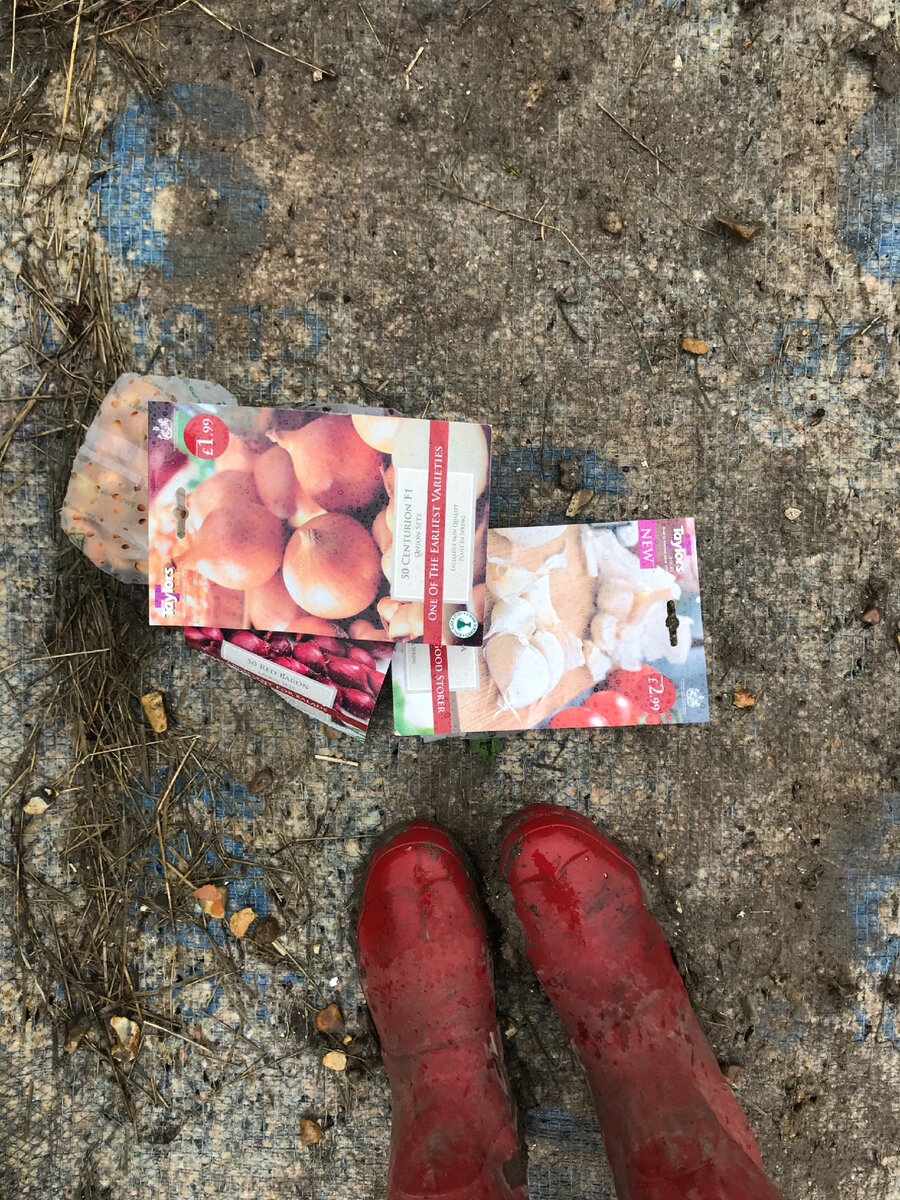 На огороде посадили лук и чеснок. Фотография из личного архива. 