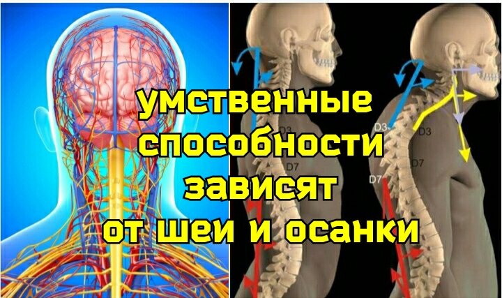 "Как укрепить мышцы шеи?". Этим вопросом задаётся каждый, кто ощутил ухудшение умственной деятельности и понял, что причина - именно в состоянии шейного отдела позвоночника.