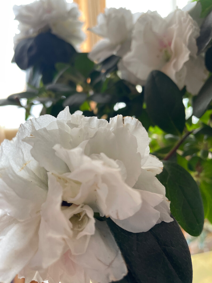 Азалия  (AZALEA)