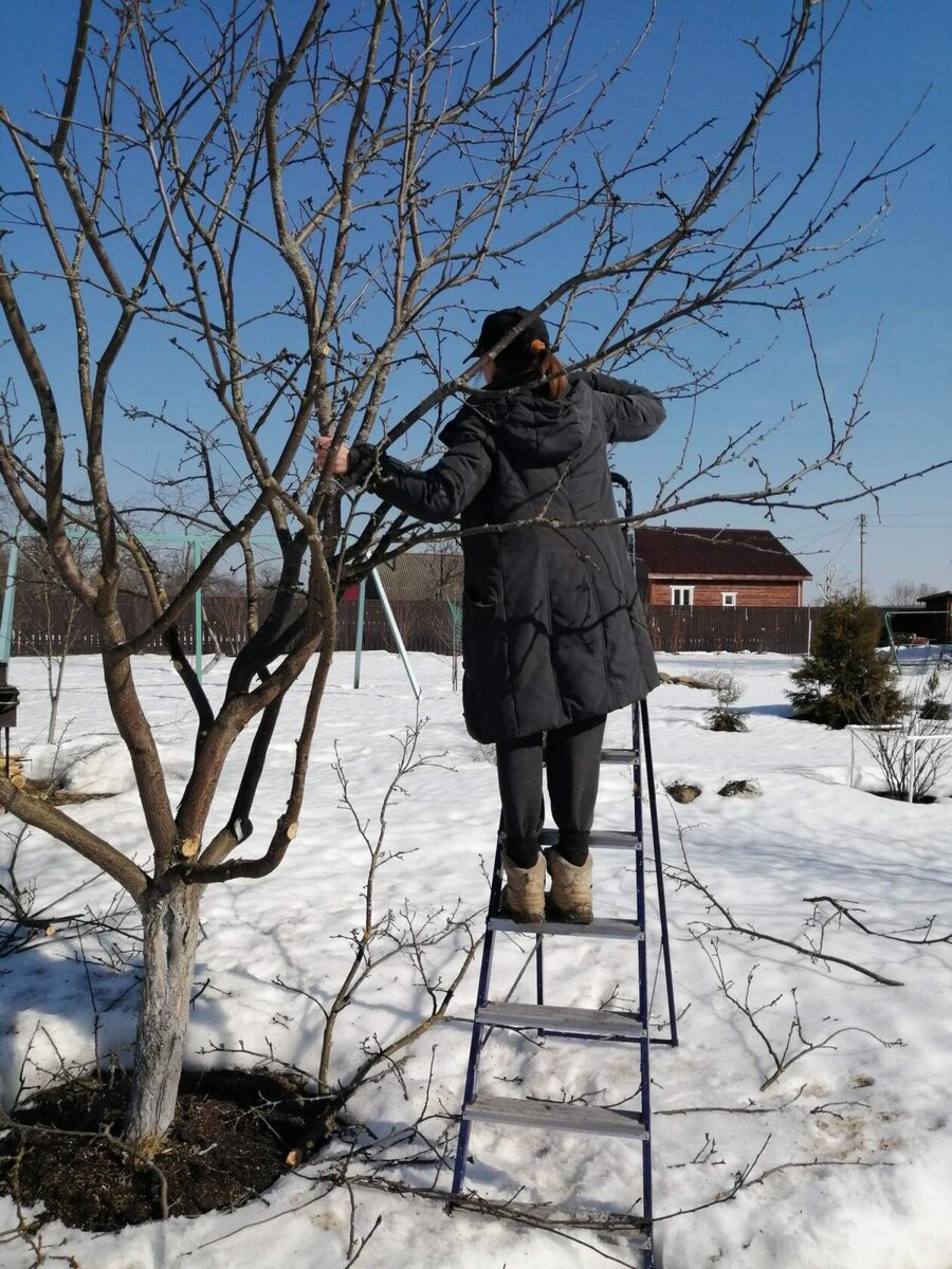 Люба обрезает яблоню.