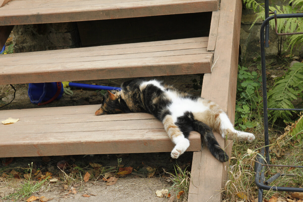 Василиса на даче. Ещё маленькая. Фото автора