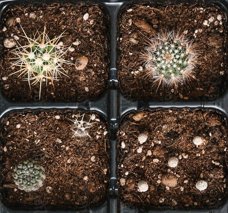 Чем удобрить и подкормить кактусы  