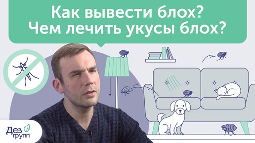 Как избавиться от блох в квартире и доме? Чем лечить их укусы? | Советы СЭС