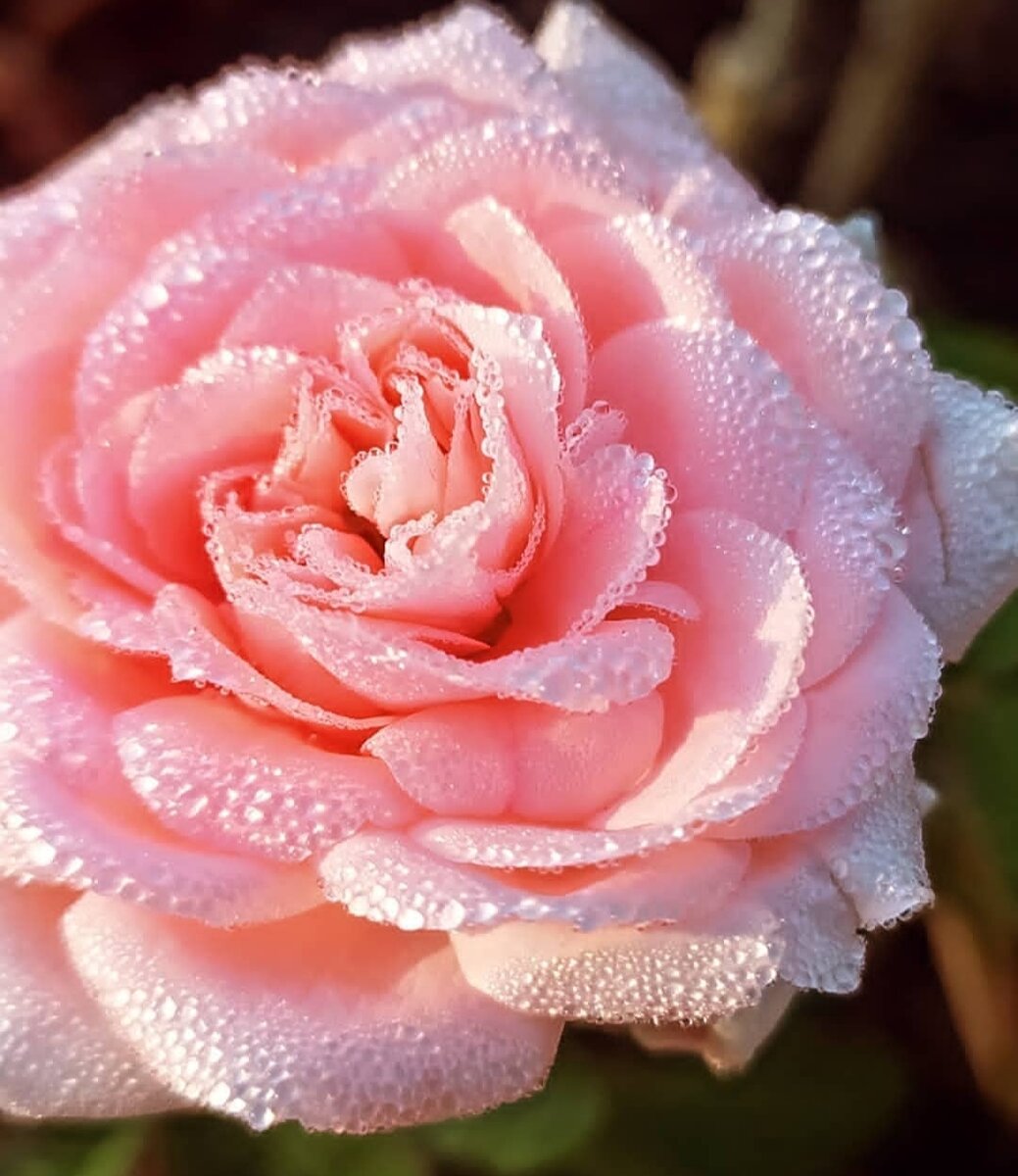 фото: роза Kimono