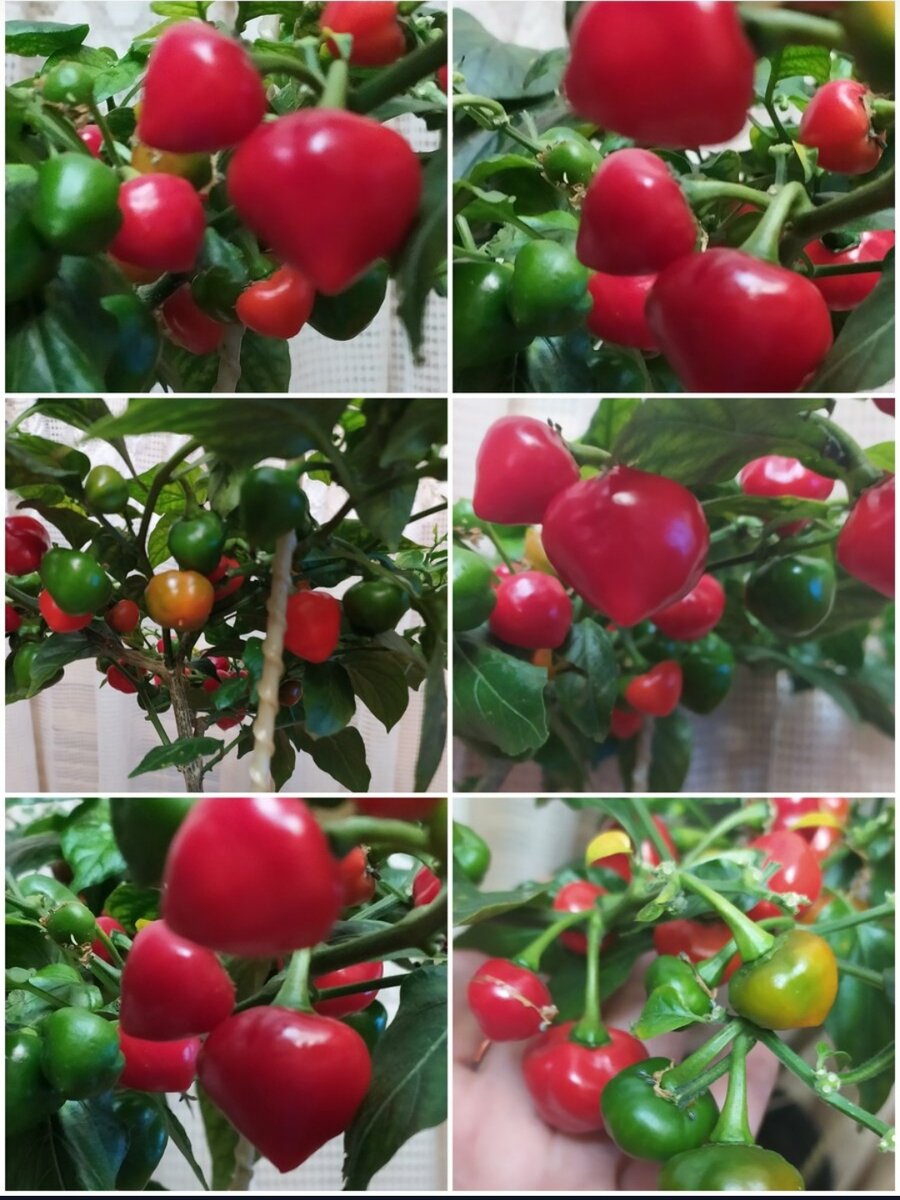 Плодоношение зимой острого перца Хабанеро Ред Вишня под фитолампой