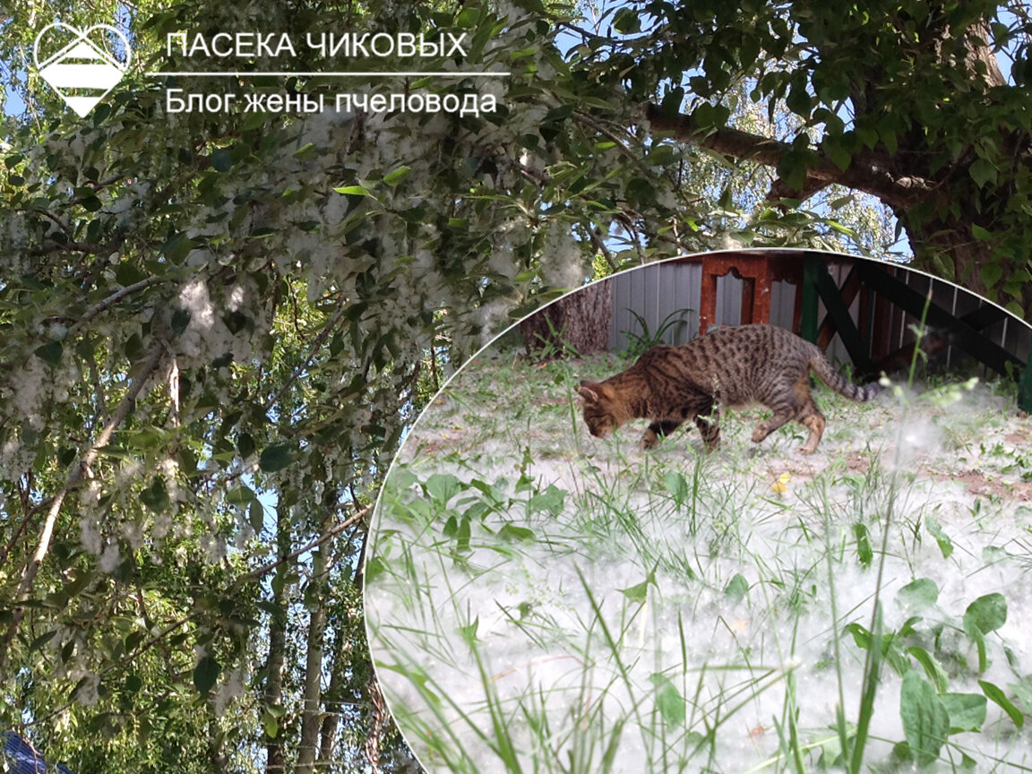 Тополиный пух у нас во дворе. 2021 год. Урожайный был год.