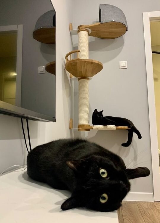 Картинка с сайта catsby-family.ru