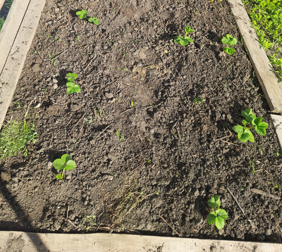 Почва не укрытая мульчей, выглядит уныло и печально, голо и неприглядно.