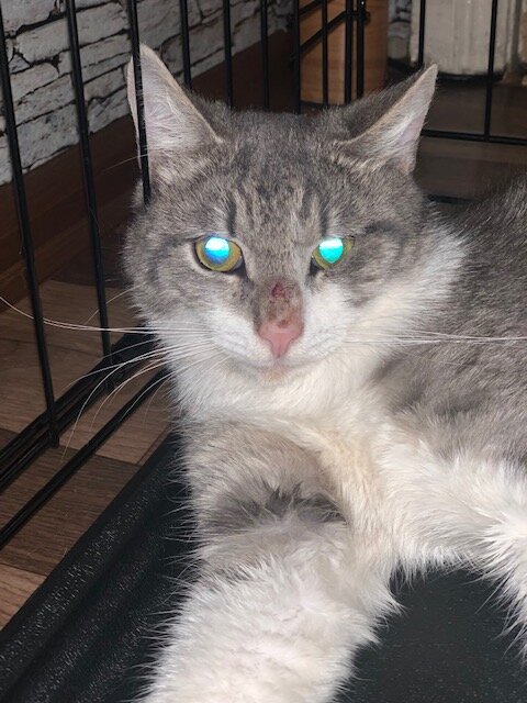 В клетке. Карантин