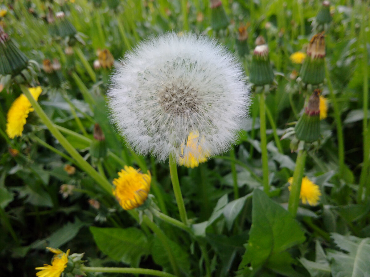 Первый засеребрился! 