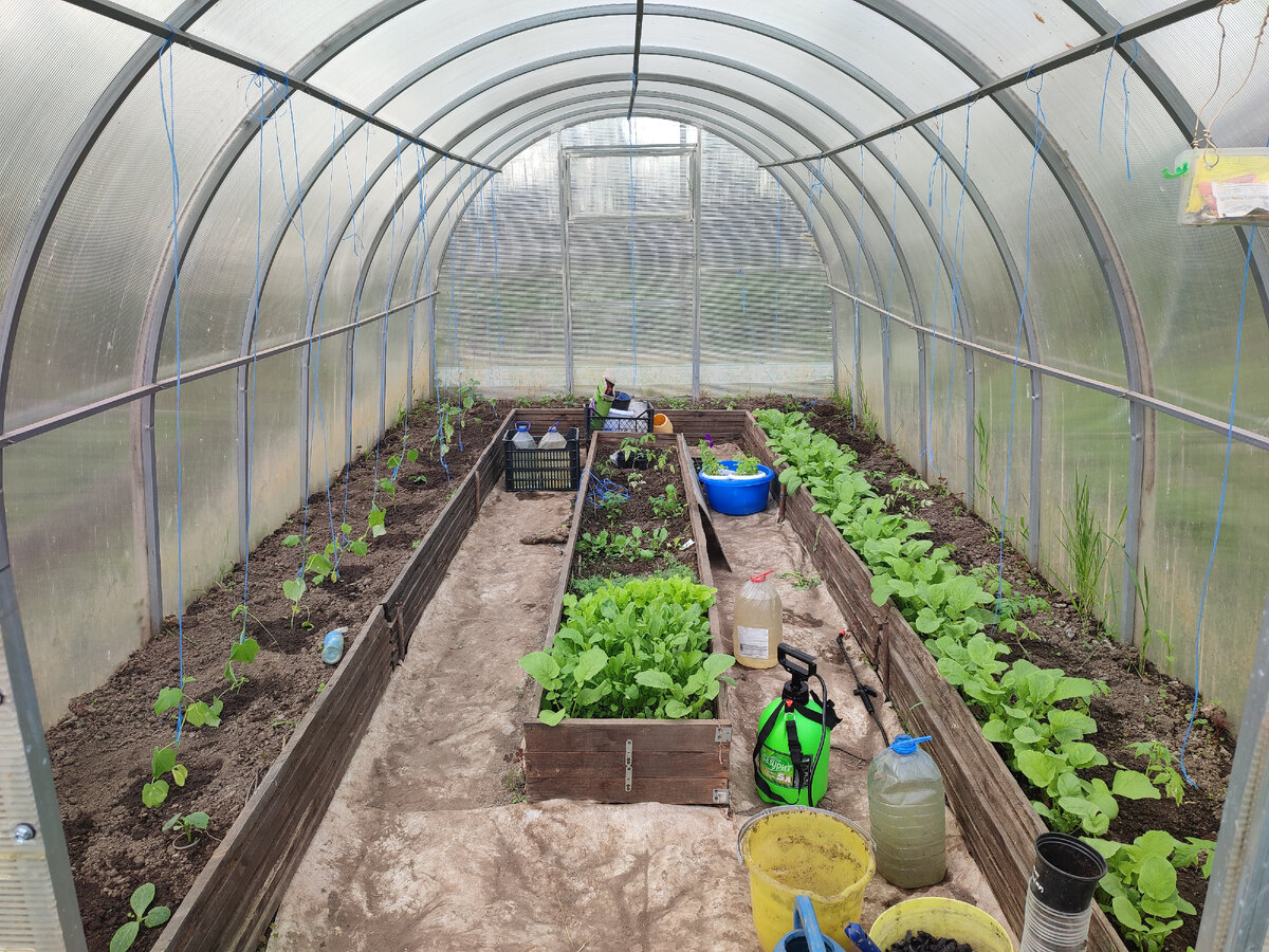 Вот такая моя тепличка на сегодняшний день. Редис потихоньку собираем