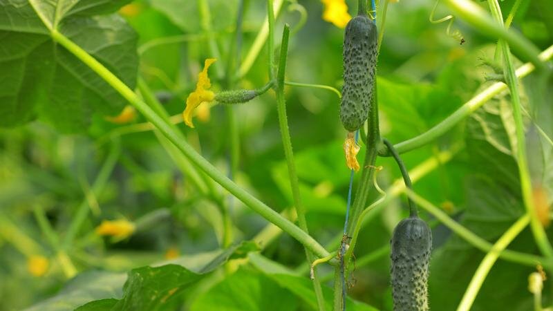    Фото: Iordache Magdalena via www.imago/globallookpress.com