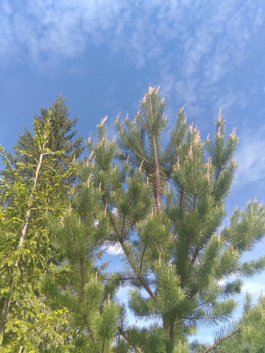 Хвойный лес