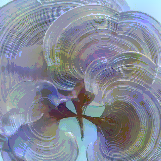 Падина Павоника