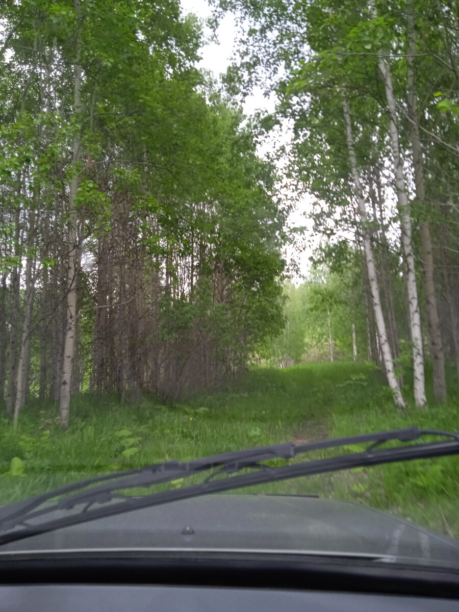 Дорога в лесу.