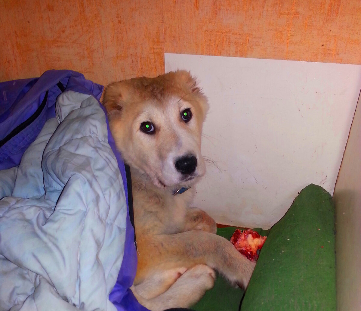 Лаки у нас дома, первые часы. Грустит, даже на вкусную косточку не смотрит. (листайте вправо)