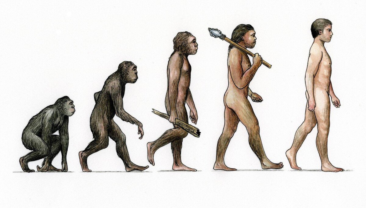 Эволюция Дарвин хомо