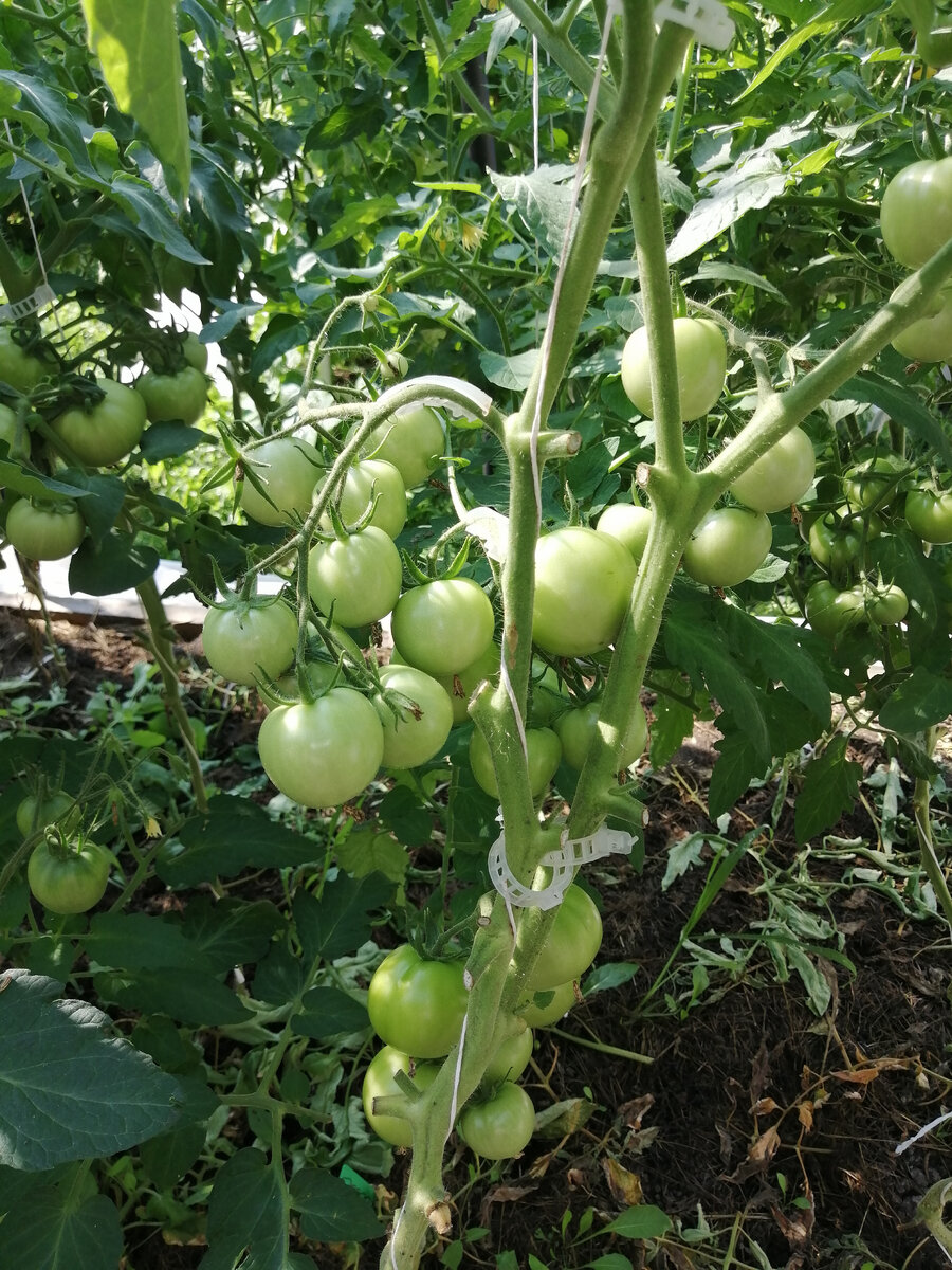 Сорт  "Герцогиня вкуса".    