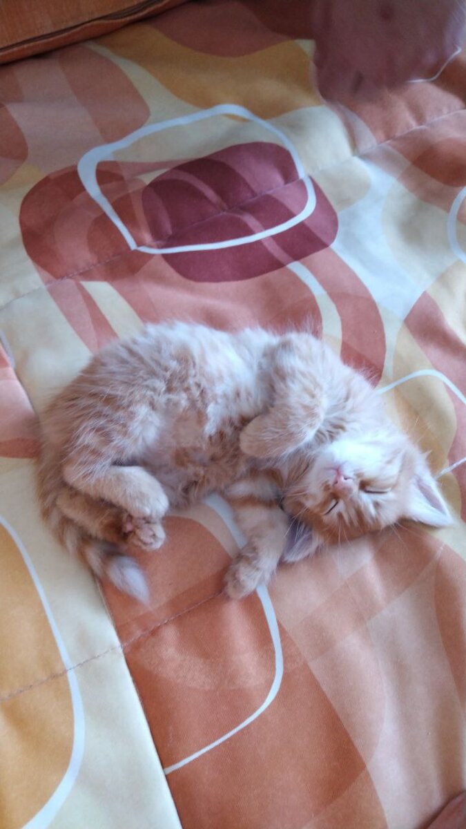 Вот оно, наше солнышко