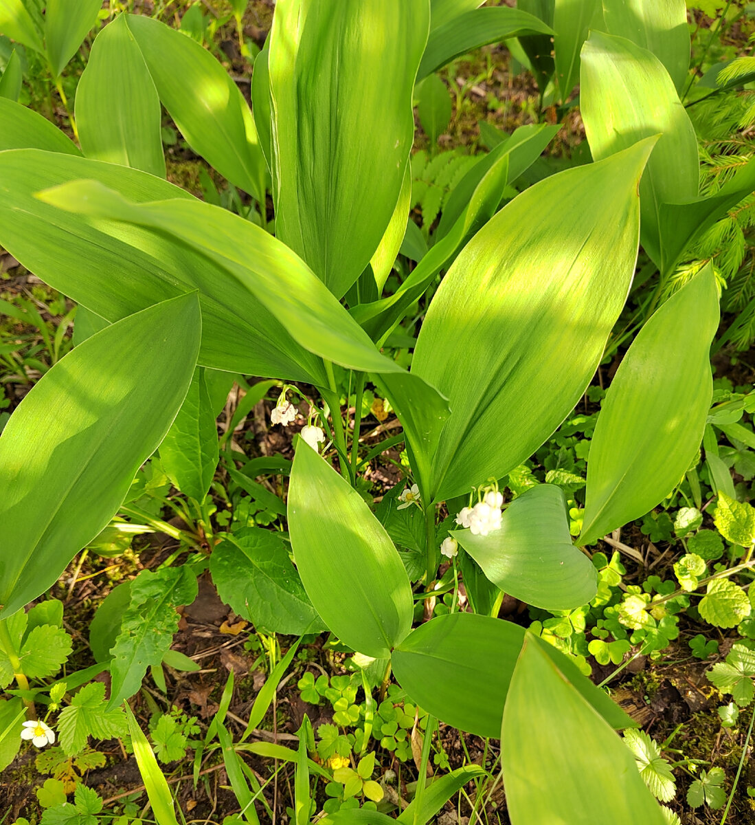 Лесные ландыши, разве не красота наполненная счастьем!?