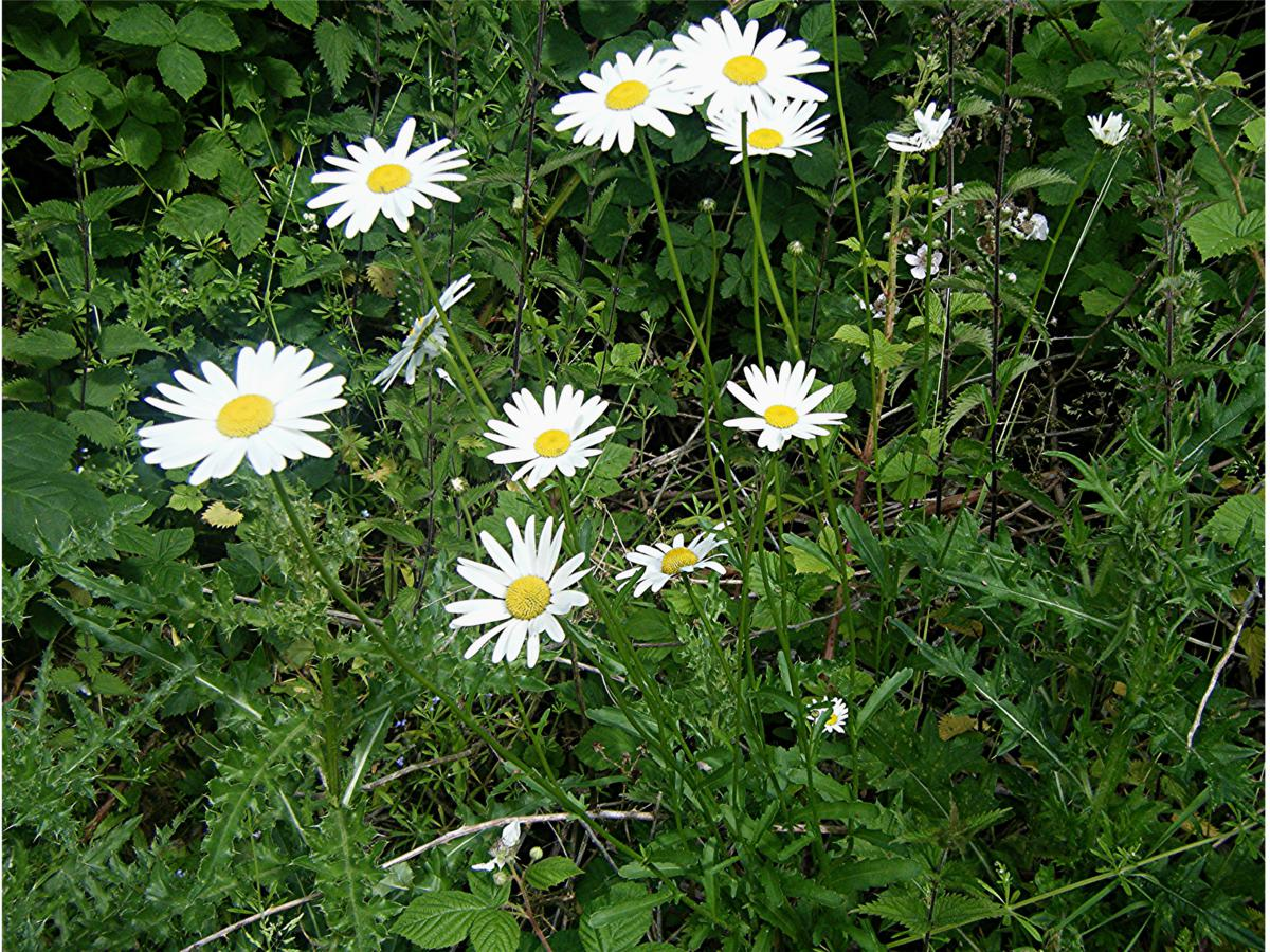 Поповник. Нивяник поповник. Нивяник обыкновенный Leucanthemum vulgare. Нивяник обыкновенный (поповник) (Leucanthemum vulgare). Нивяник обыкновенный и Ромашка.